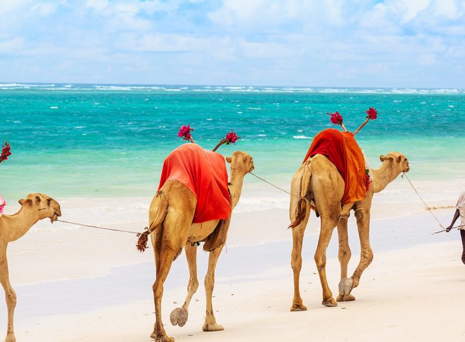 Camel Ride at the Beach