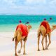 Camel Ride at the Beach