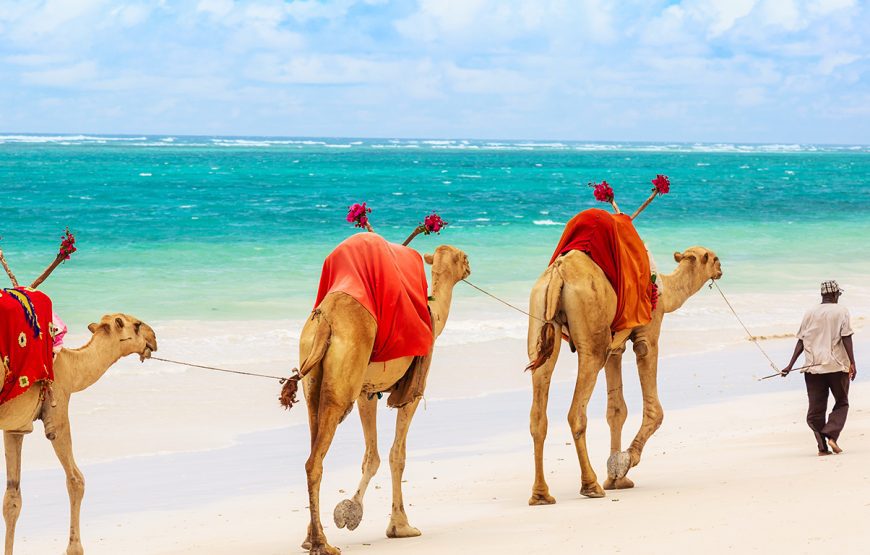 Camel Ride at the Beach