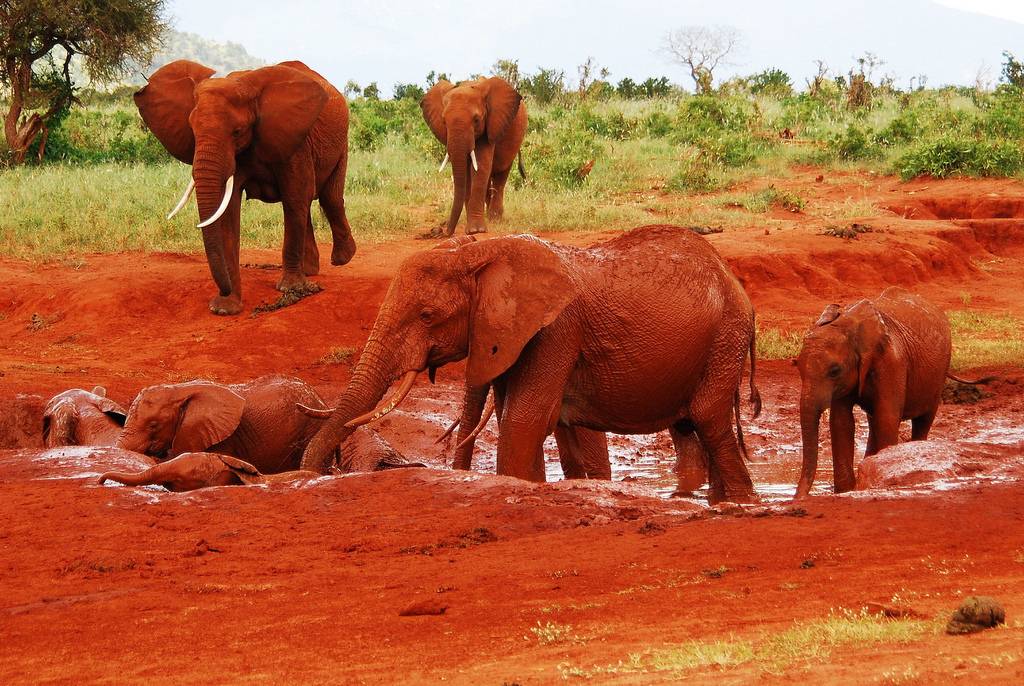 Tsavo East National Park