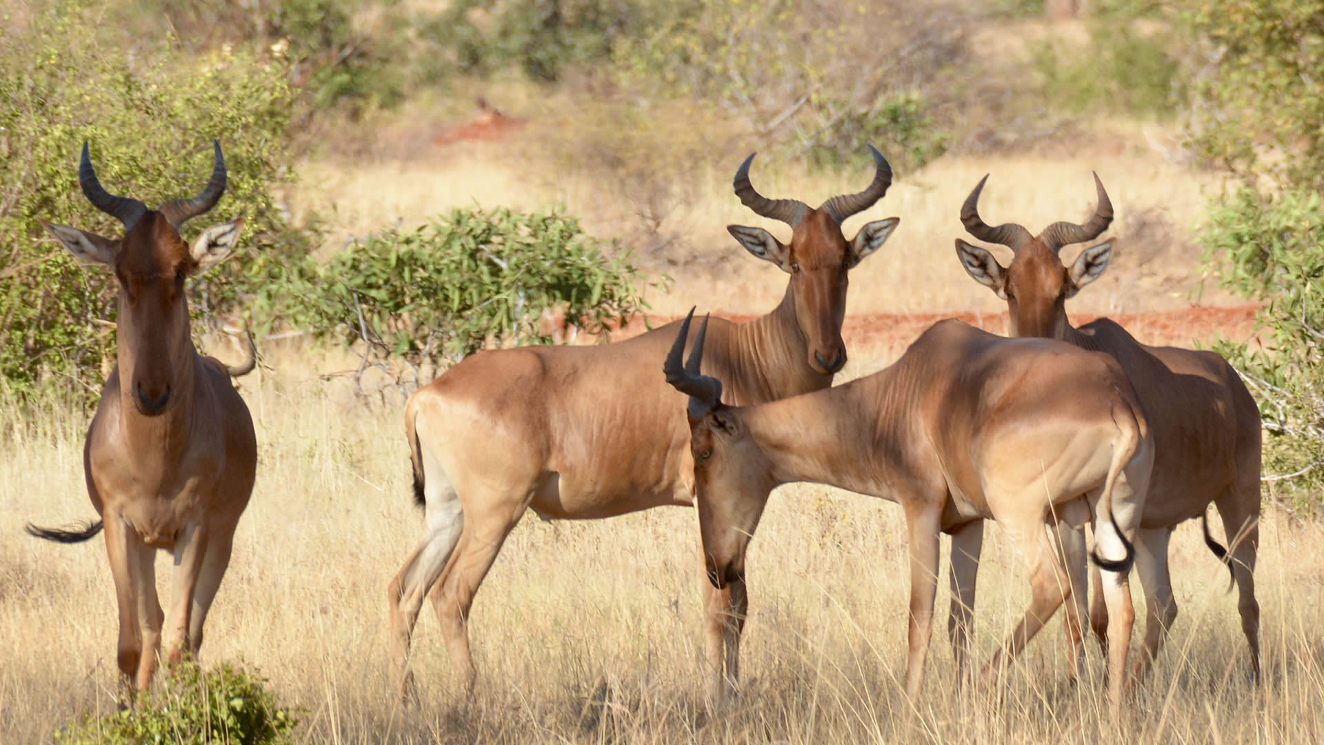 Tsavo East National Park